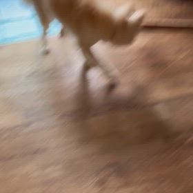 もう一つの顔怒りん坊うどんo(｀ω´ )oの画像