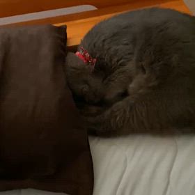 チョコくんお昼寝の画像