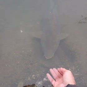 こいびとの画像