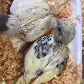 25/2/3 セキセイインコ(雛)の画像