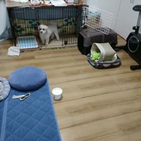 おやつが欲しいのは判ってるの画像