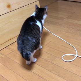 今日のジム活と私が帰った時だけ強気になるデールにゃん動画の画像