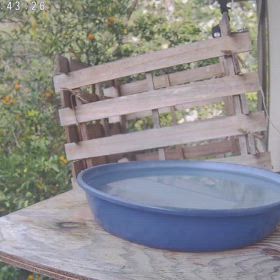 すぎぴたんの事件簿シーズン3　586話（ご来店！シロハラ）の画像