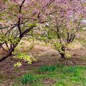 3月20日春分の日の画像