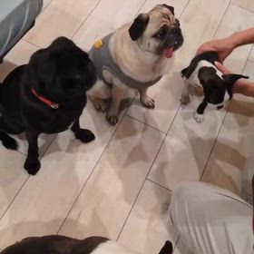 ドッグトレーナーになればよかったと思った瞬間！（笑）の画像