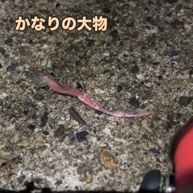 今期、初メバルの画像