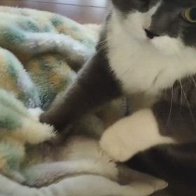 もみもみの画像