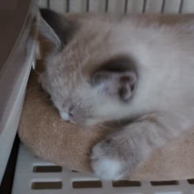 動画送れた～!の画像