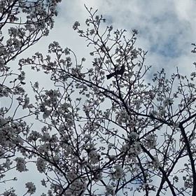 ヒヨドリが桜の蜜吸いにいっぱいくるの画像