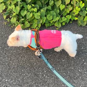 暑さに負けるなの画像