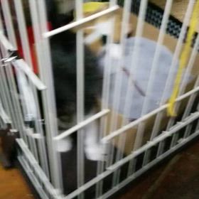 この猫ちゃん飼いたい♡(˃͈ દ ˂͈ ༶ )の画像