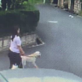 2頭の散歩の画像