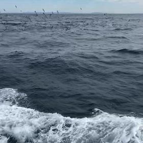 キハダ！3日連チャンで跳ねてるよ！の画像