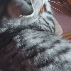 なかなか降りないネコの画像