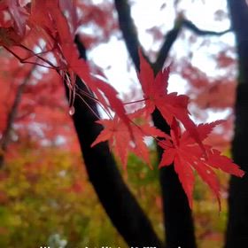 秩父音頭に乗せて　紅葉編の画像