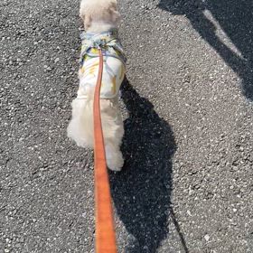 しかたないのかなの画像