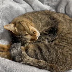 帰る帰る詐欺の画像