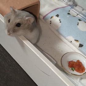 2025.9.1 だいこ1歳9ヶ月目の画像