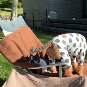 ボストンテリアと一緒に寝たいウェルシュの画像