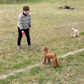 【ワンコ】おもちゃ投げ。の画像