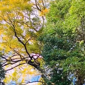 KIN154   白い魔法使い　黄色い種　音11の画像