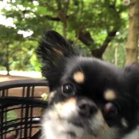 チワワのぷぅU^ェ^Uちゃんの画像