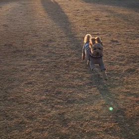 ドッグランの画像