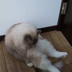 犬猫との朝のルーティンの画像