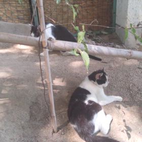 甲子園、ゲリラ豪雨の画像