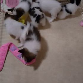 子犬ちゃんの動画ですの画像