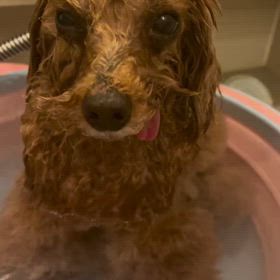 至福のときの画像