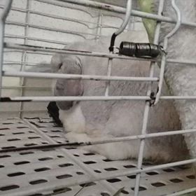 ボールつんつんの画像