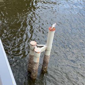 カモメが、お昼食べるの画像