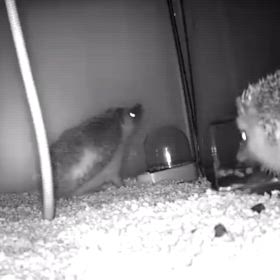 ハリネズミ相性が合わない場合の画像