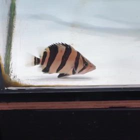 関東のお客様に極上シャムタイガーバンドご成約頂きました！の画像