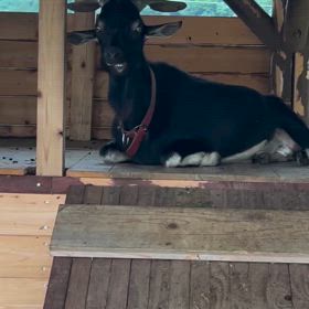 もぐもぐヤギの画像