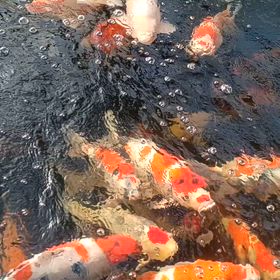 水温16.5℃にの画像