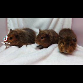 テディモルモット 完売の画像