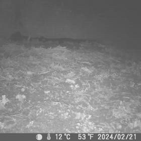 すぎぴたんの事件簿シーズン3　458話（久しぶりのタヌキ）の画像