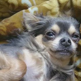 ねむくなっちゃったーの画像