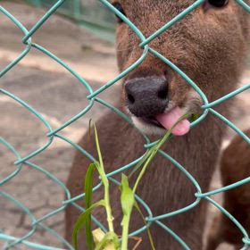 Zoo Zoo Zoo と Zzzz 今日のおかいつの画像