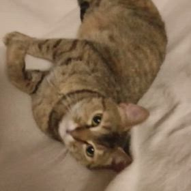 譲渡会参加猫モネちゃんの画像