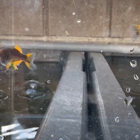 ヤフオク、BASE出品中の画像