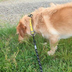 むぎの散歩ふの画像