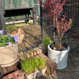 RBガーデン、ちょっと広がりましたの画像