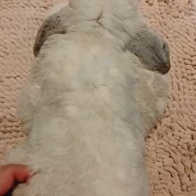 極楽マッサージの画像