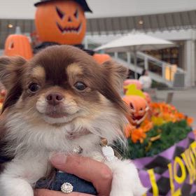 新メニュー＆ハロウィンエマの画像