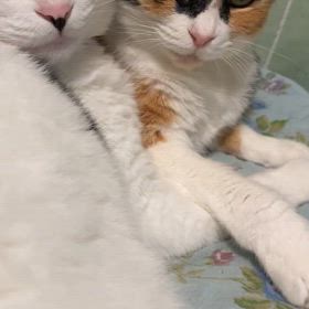 シンクロの画像