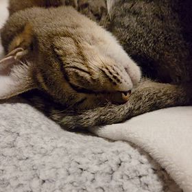 chappyさん就寝でしの画像