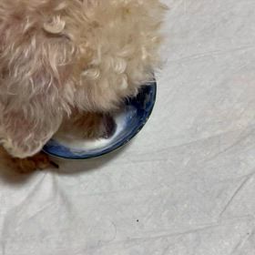 【ワンコ】荒療治。の画像